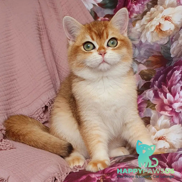 Walter British Shorthair male black golden chinchilla - live animals