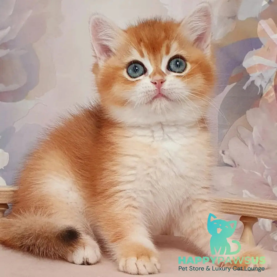Walter British Shorthair male black golden chinchilla - live animals