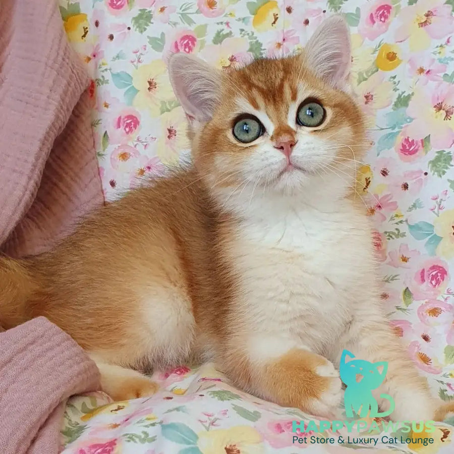 Walter British Shorthair male black golden chinchilla - live animals