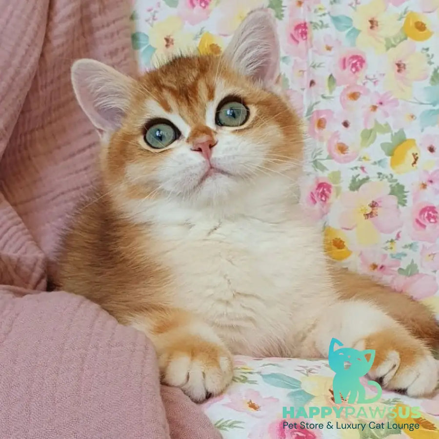 Walter British Shorthair male black golden chinchilla - live animals