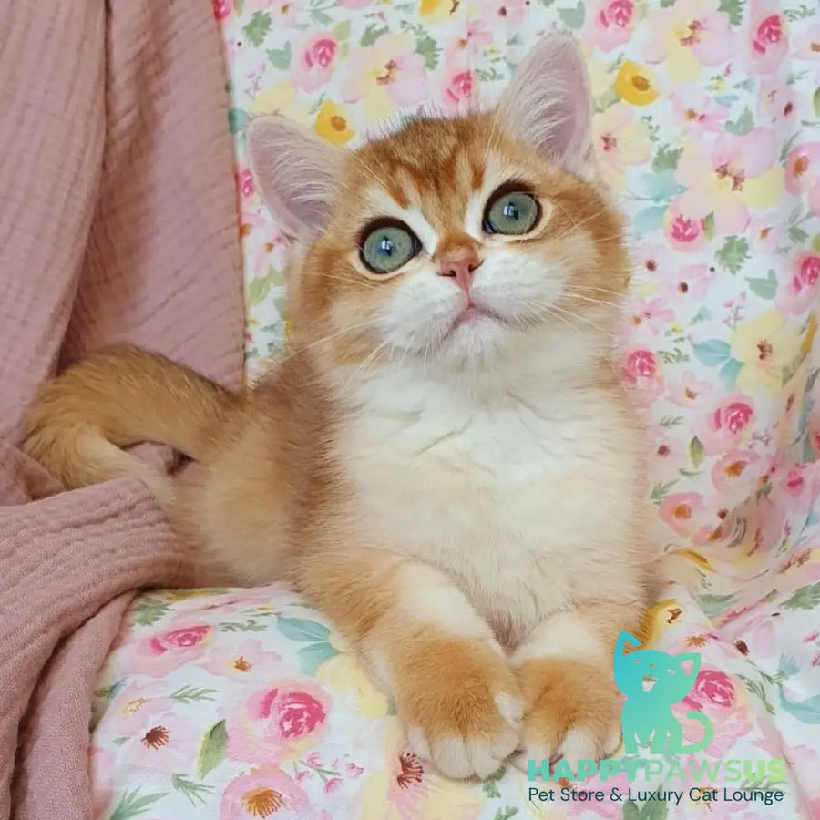 Walter British Shorthair male black golden chinchilla - live animals