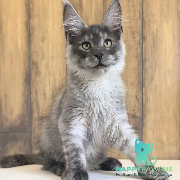 Walter Maine Coon male black silver - live animals