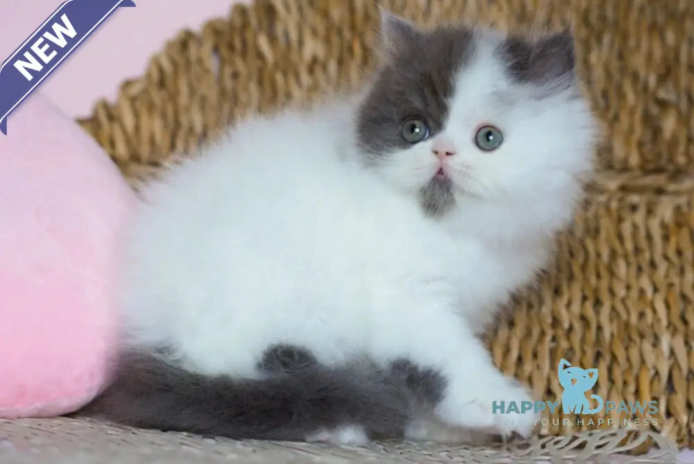 Walter Scottish Straight male black silver harlequin live animals
