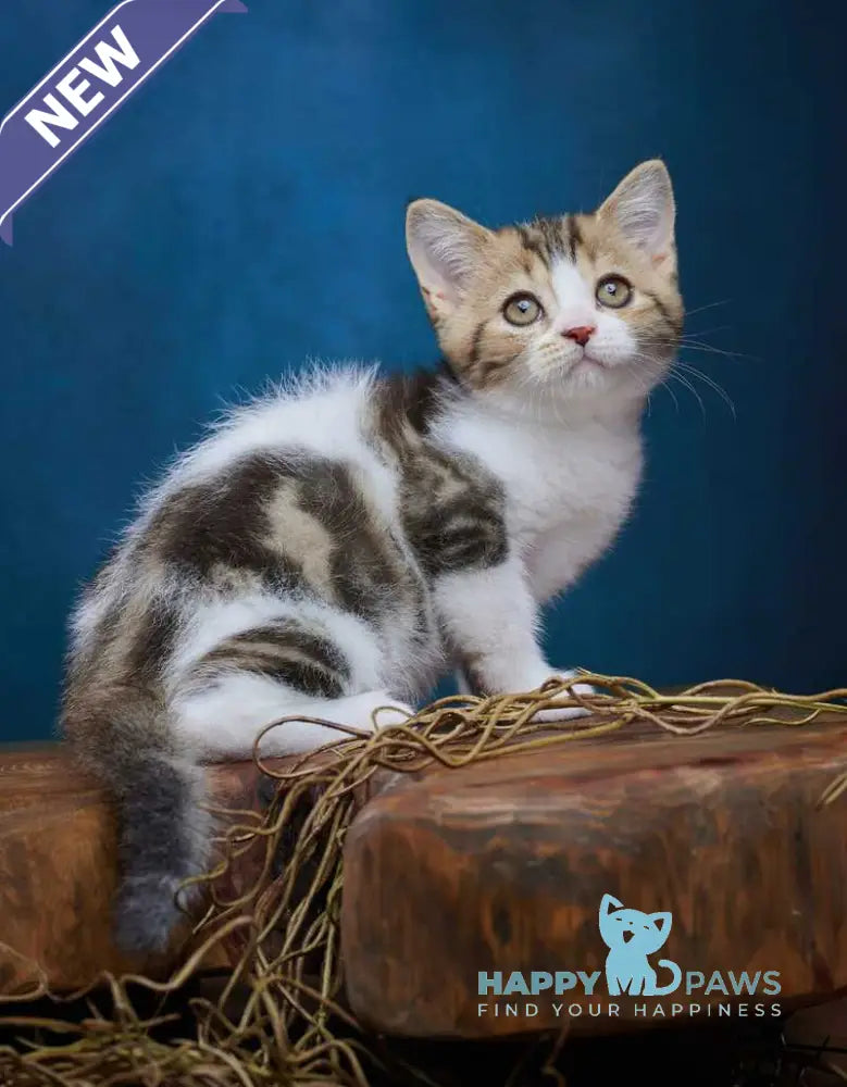 Walter Scottish Straight male black tabby bicolour - live animals