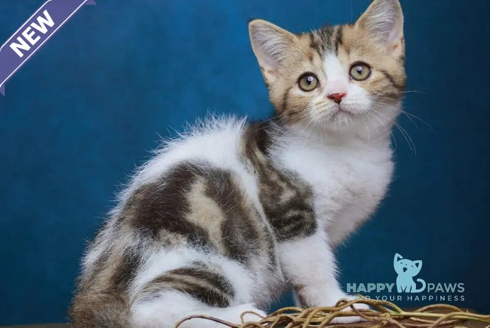 Walter Scottish Straight male black tabby bicolour - live animals