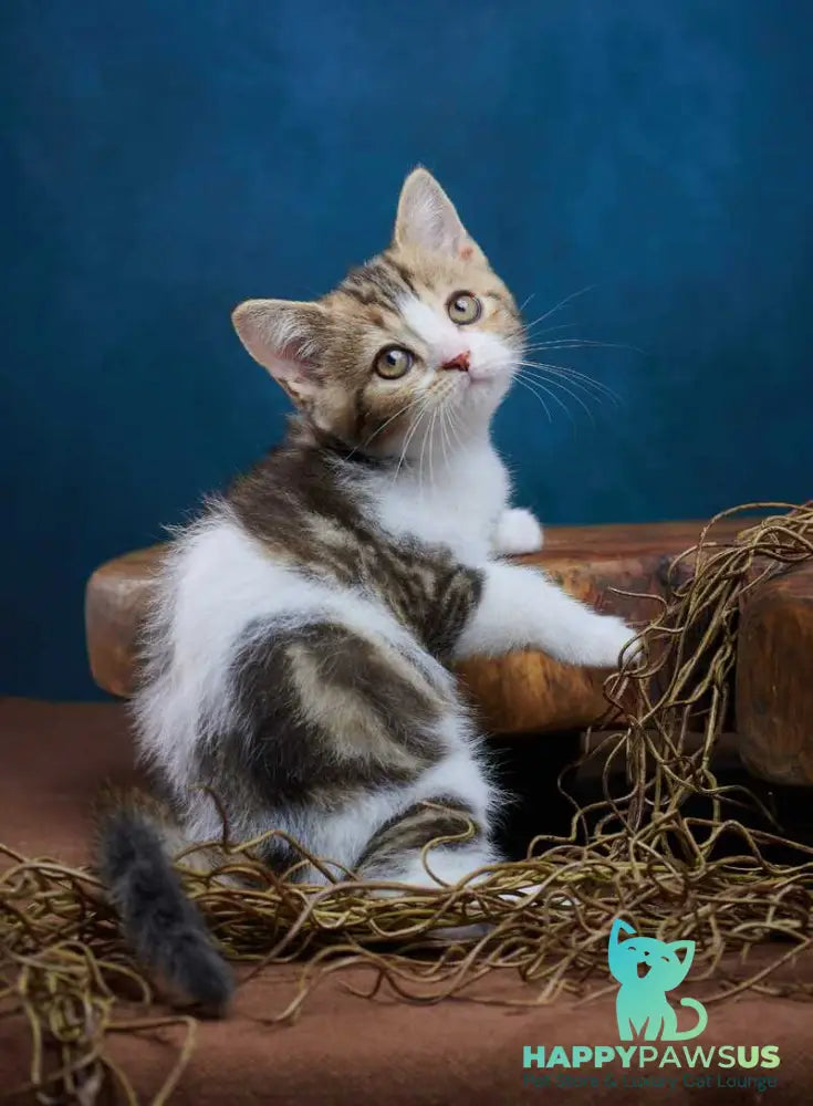 Walter Scottish Straight male black tabby bicolour - live animals