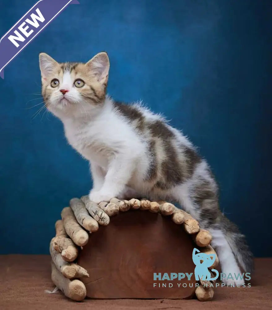 Walter Scottish Straight male black tabby bicolour - live animals