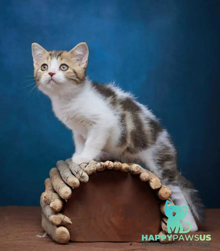 Walter Scottish Straight male black tabby bicolour - live animals