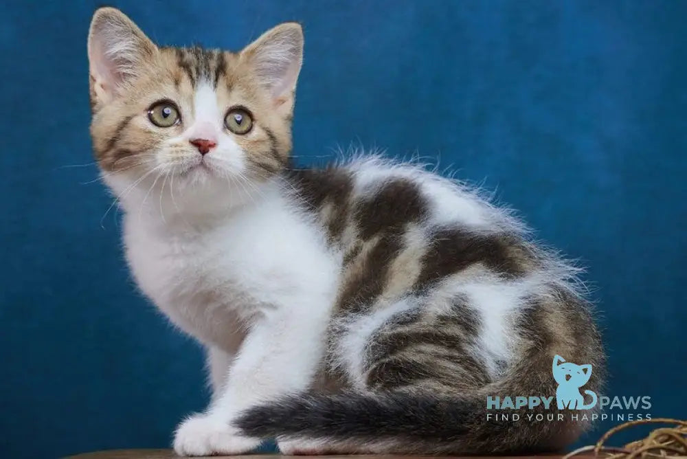 Walter Scottish Straight male black tabby bicolour - live animals