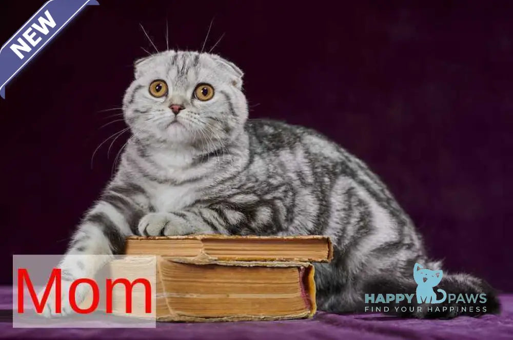 Walter Scottish Straight male black tabby bicolour - live animals
