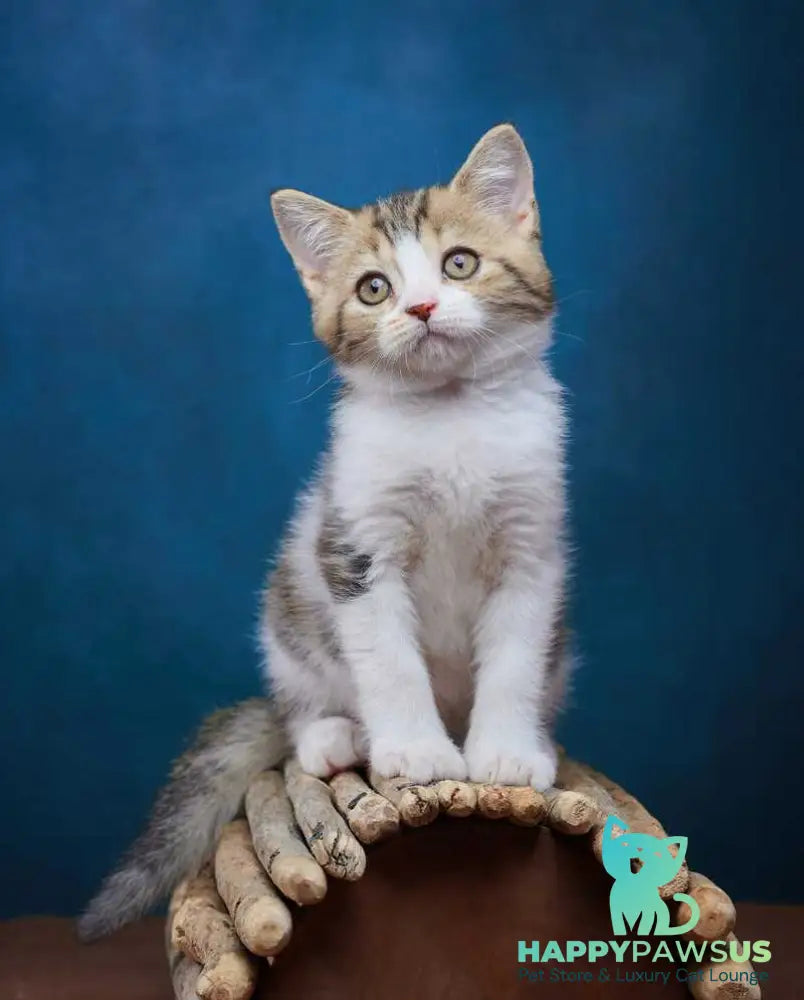 Walter Scottish Straight male black tabby bicolour - live animals