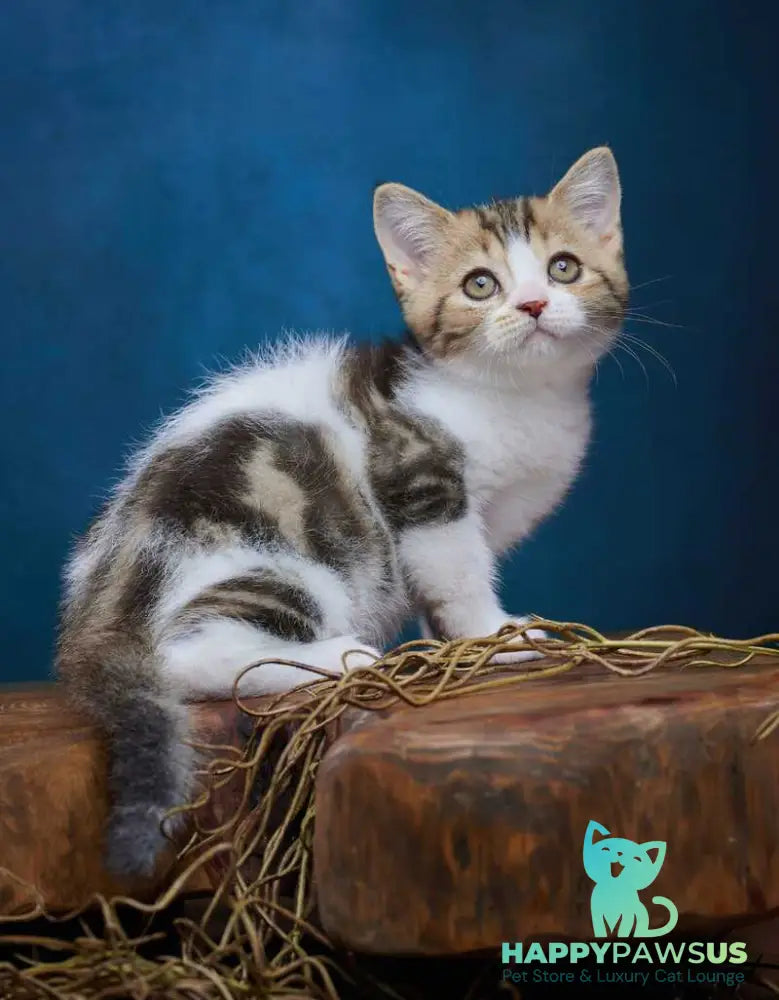 Walter Scottish Straight male black tabby bicolour - live animals