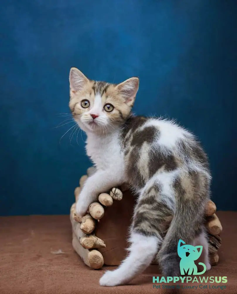 Walter Scottish Straight male black tabby bicolour - live animals