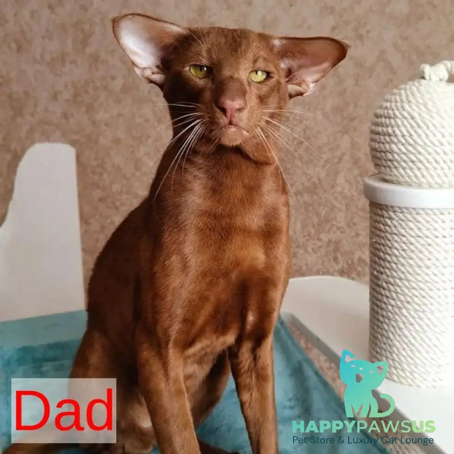 Waltera Siamese male cinnamon - live animals