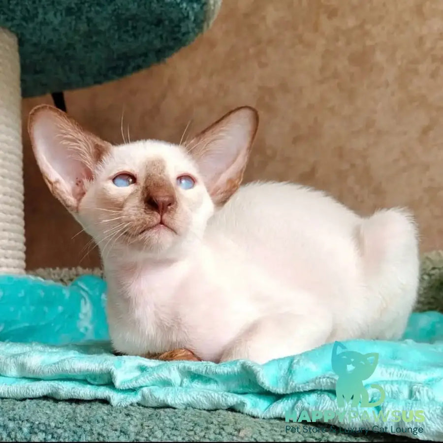 Waltera Siamese male cinnamon - live animals