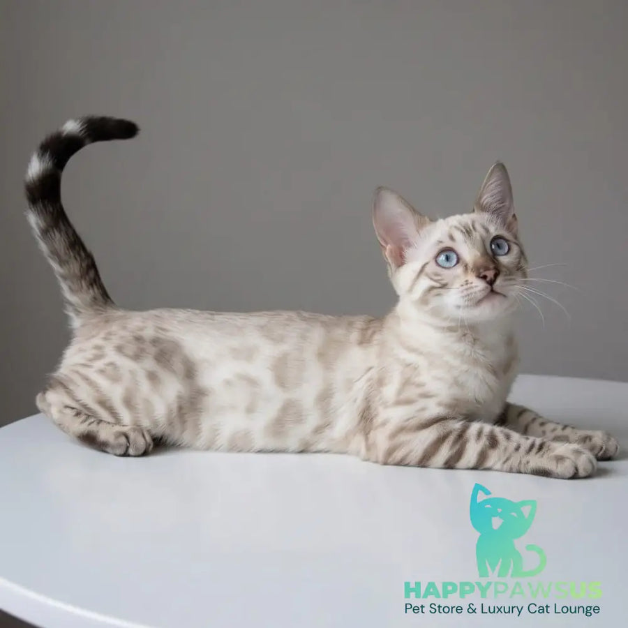 Wanda Bengal female black spotted tabby pointed - live animals
