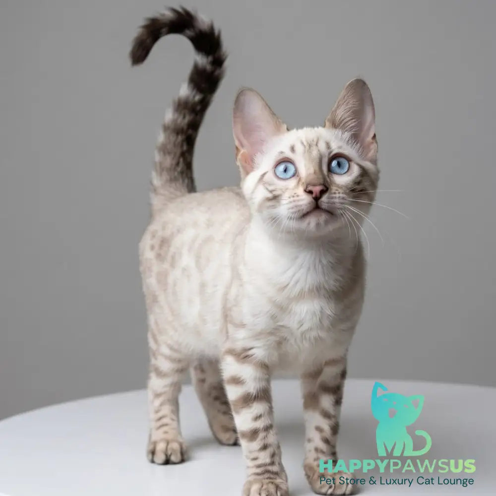 Wanda Bengal female black spotted tabby pointed - live animals