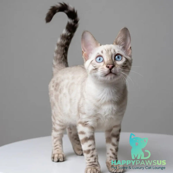 Wanda Bengal female black spotted tabby pointed - live animals