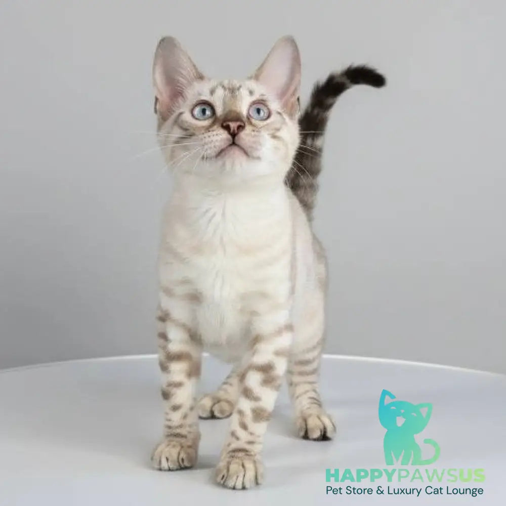 Wanda Bengal female black spotted tabby pointed - live animals