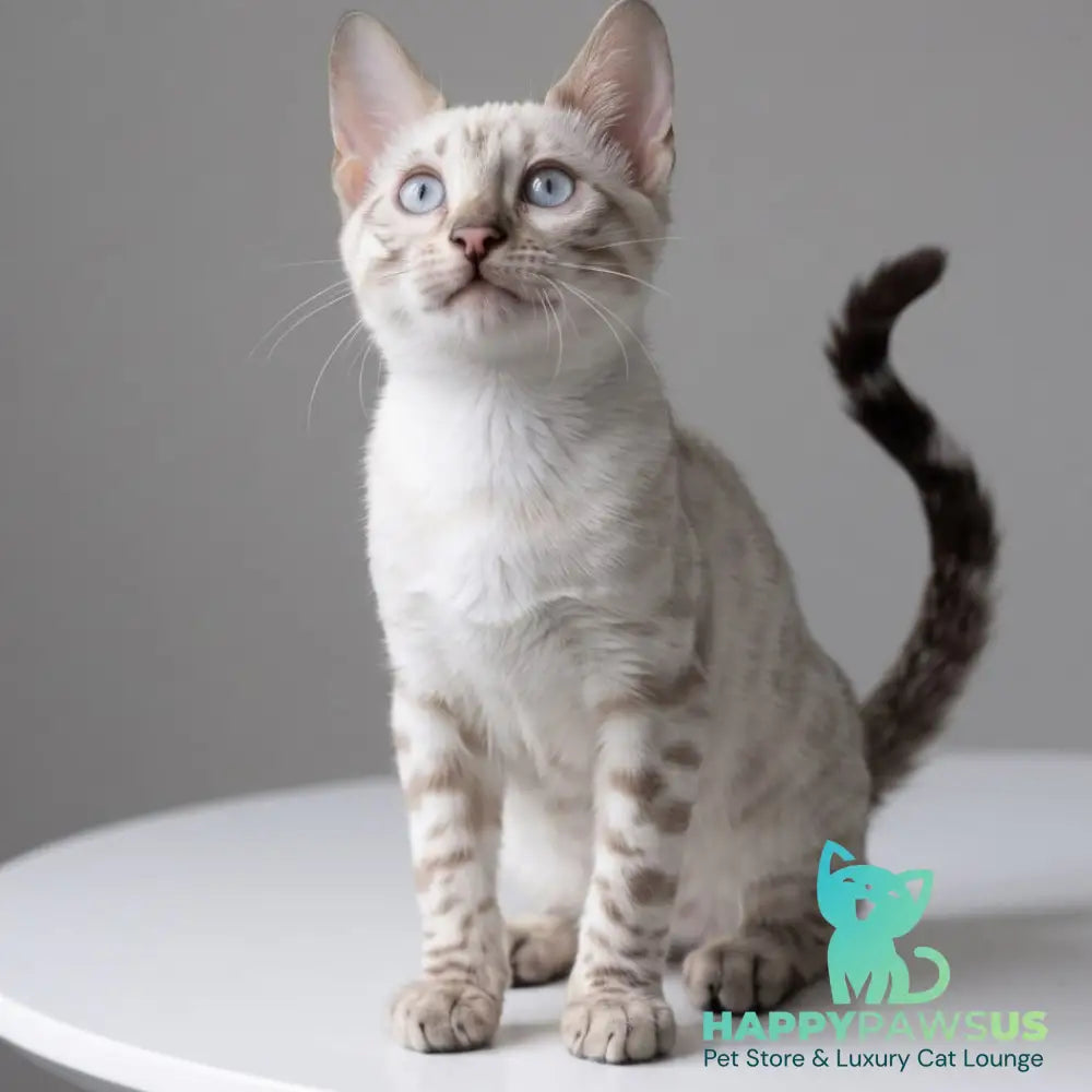 Wanda Bengal female black spotted tabby pointed - live animals