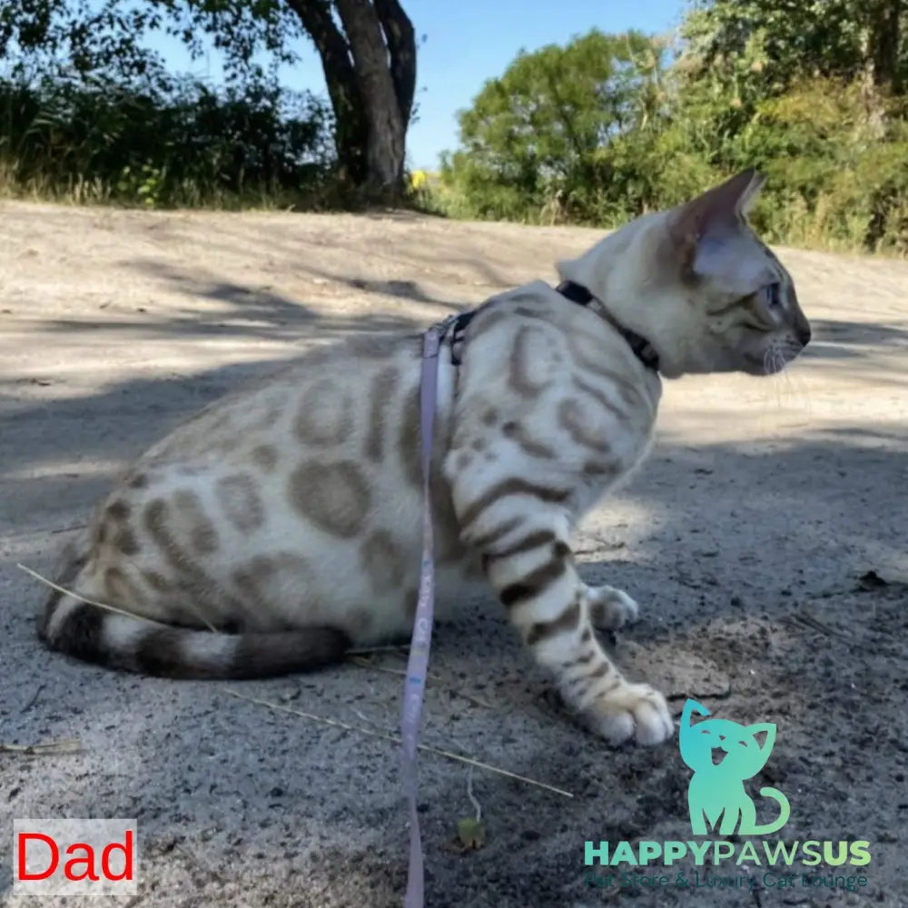 Wanda Bengal female black spotted tabby pointed - live animals