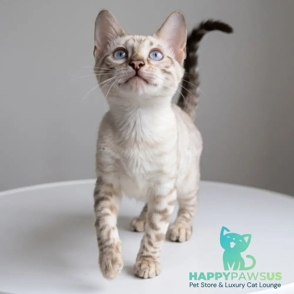 Wanda Bengal female black spotted tabby pointed - live animals