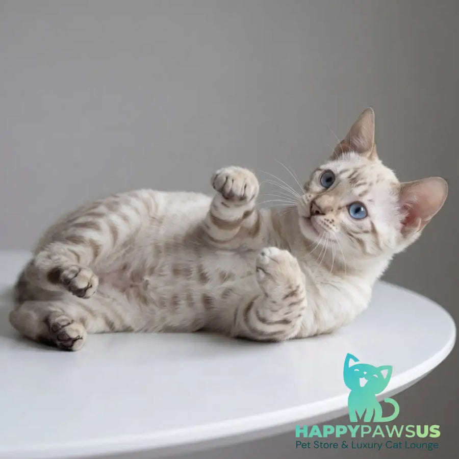 Wanda Bengal female black spotted tabby pointed - live animals