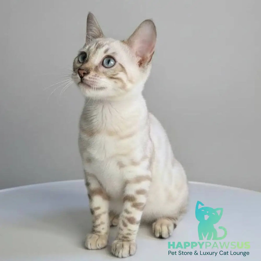 Wanda Bengal female black spotted tabby pointed - live animals