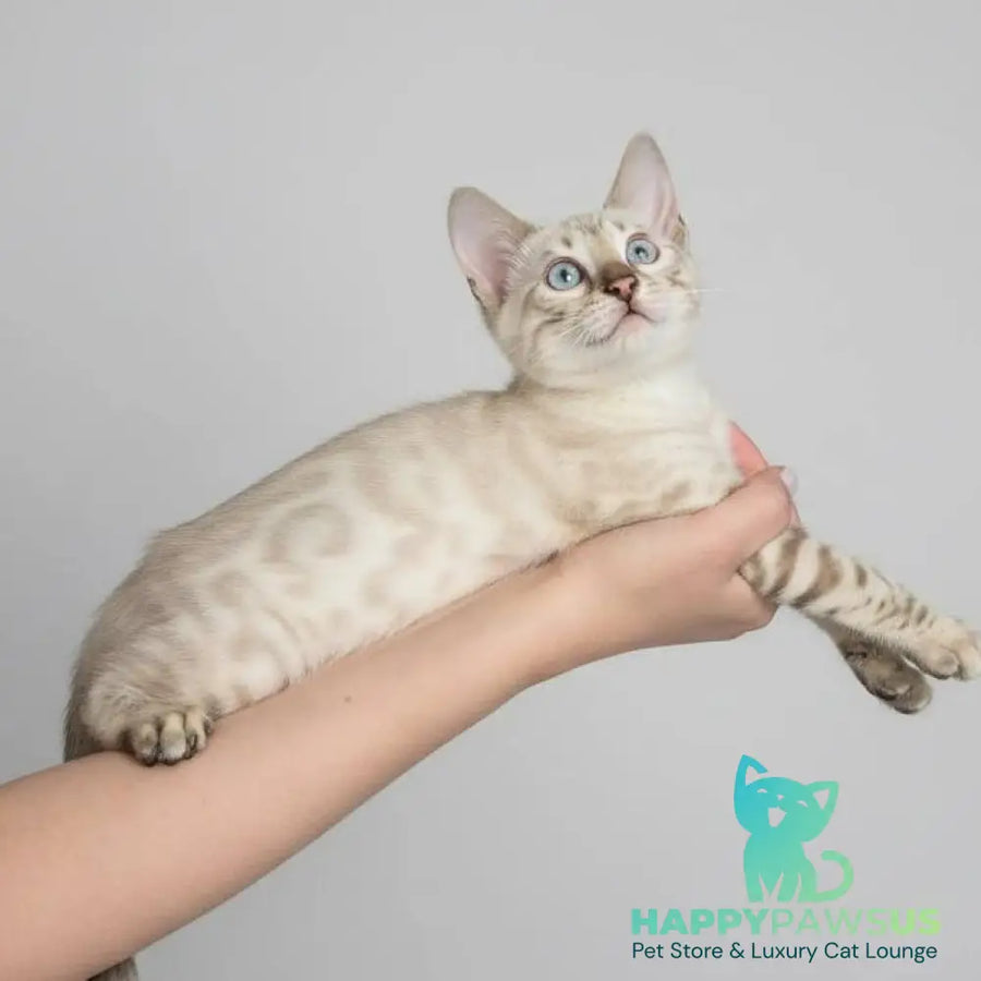 Wanda Bengal female black spotted tabby pointed - live animals