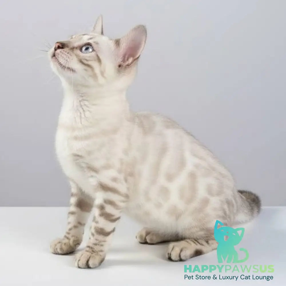 Wanda Bengal female black spotted tabby pointed - live animals