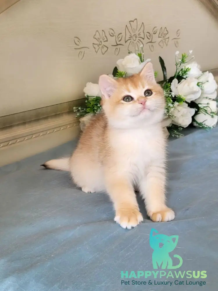 Wanda British Shorthair female black golden chinchilla live animals