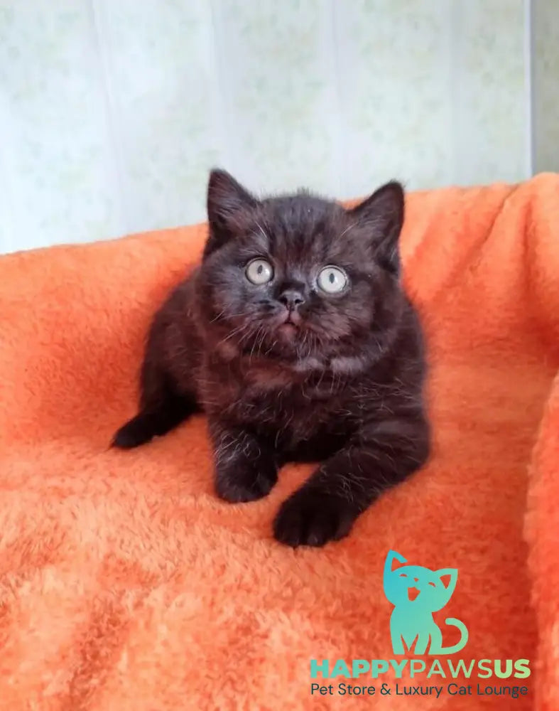 Wanda British Shorthair female black - live animals