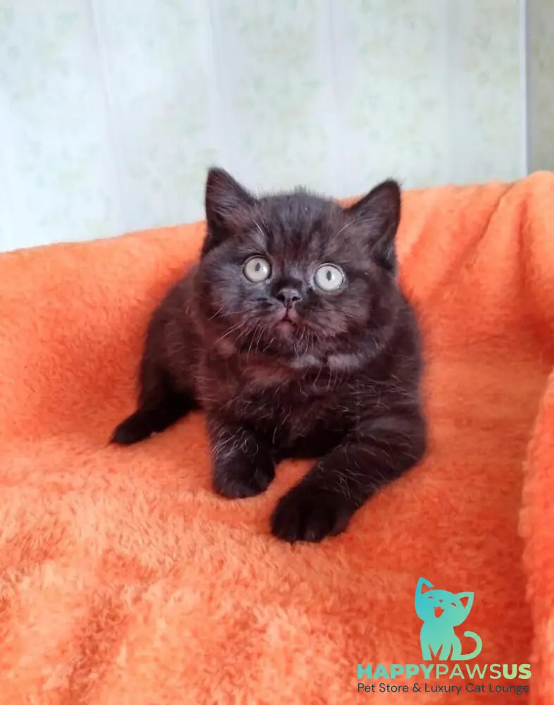 Wanda British Shorthair female black - live animals