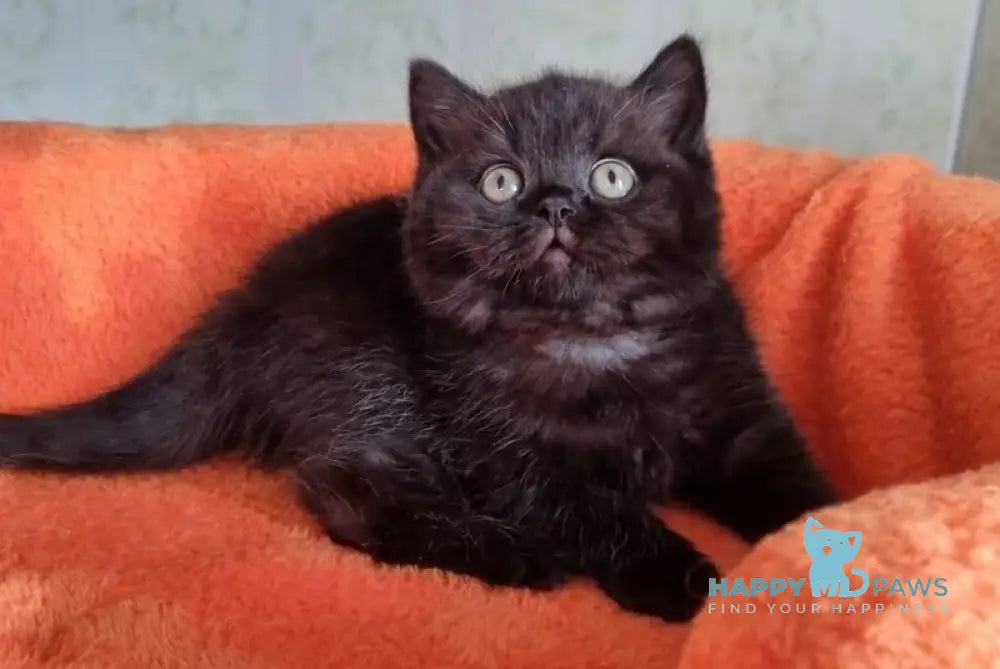 Wanda British Shorthair female black - live animals