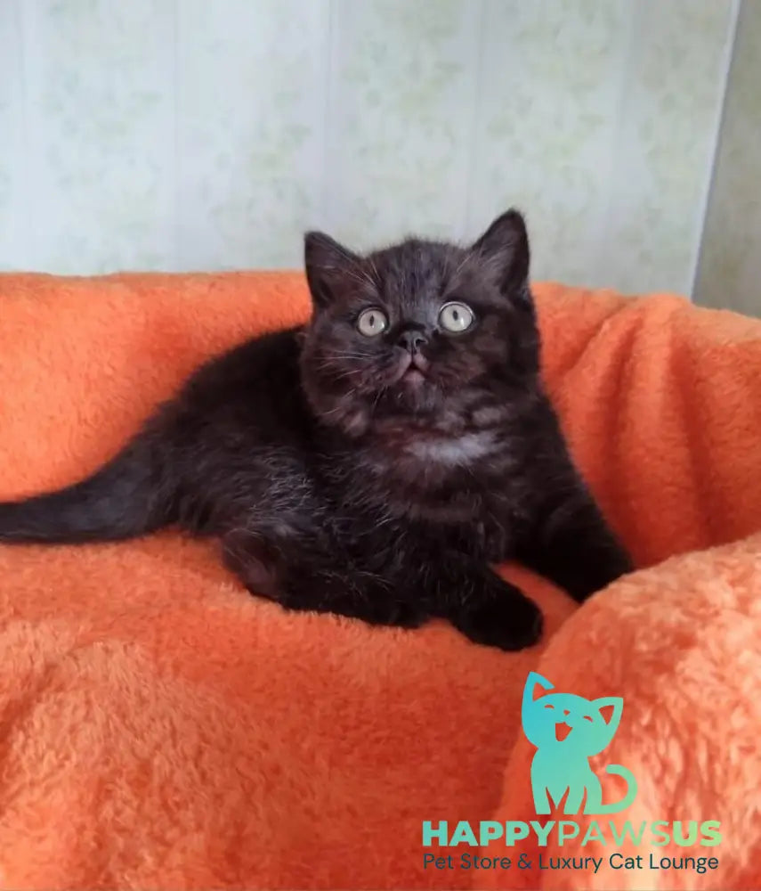 Wanda British Shorthair female black - live animals