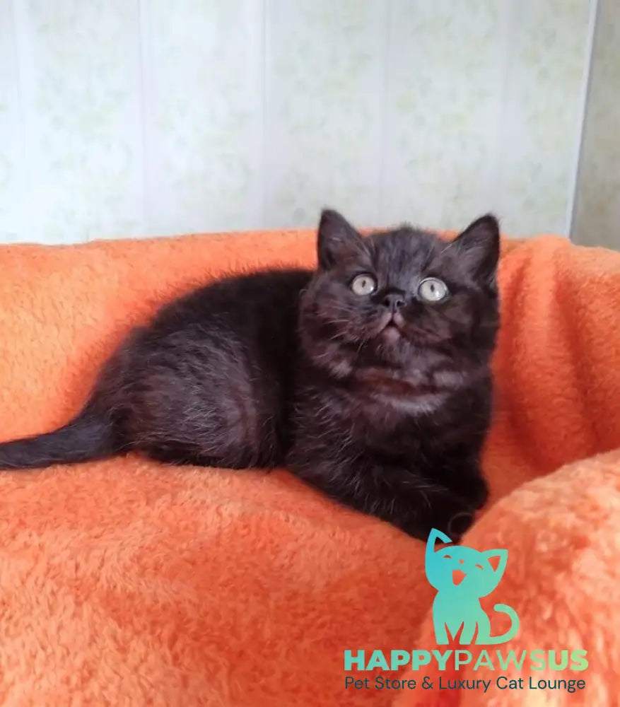Wanda British Shorthair female black - live animals