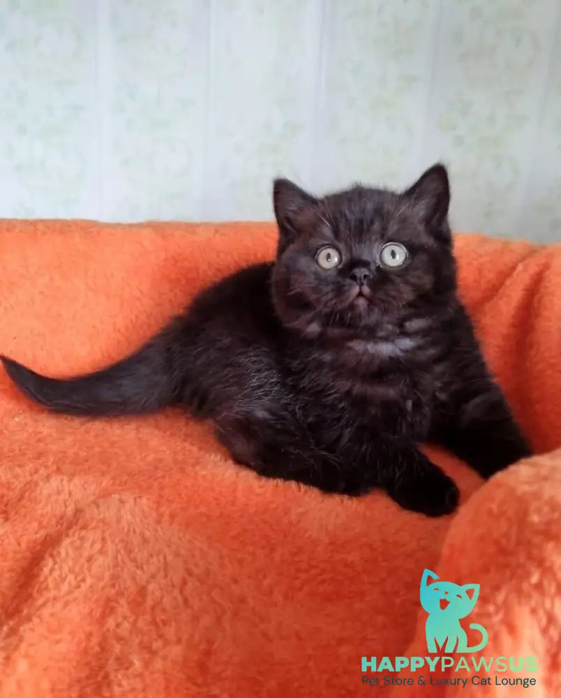 Wanda British Shorthair female black - live animals
