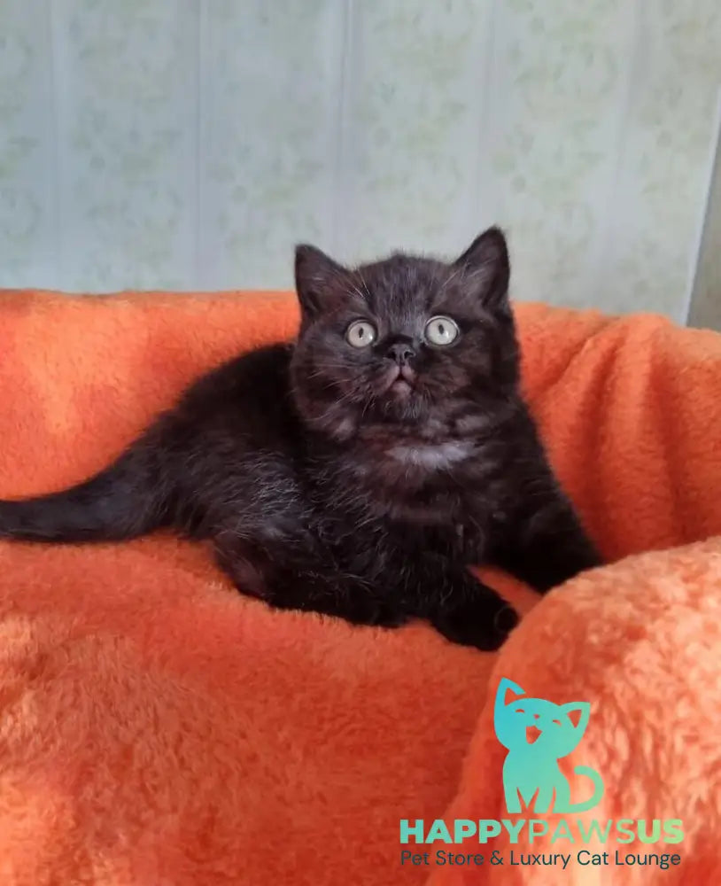 Wanda British Shorthair female black - live animals