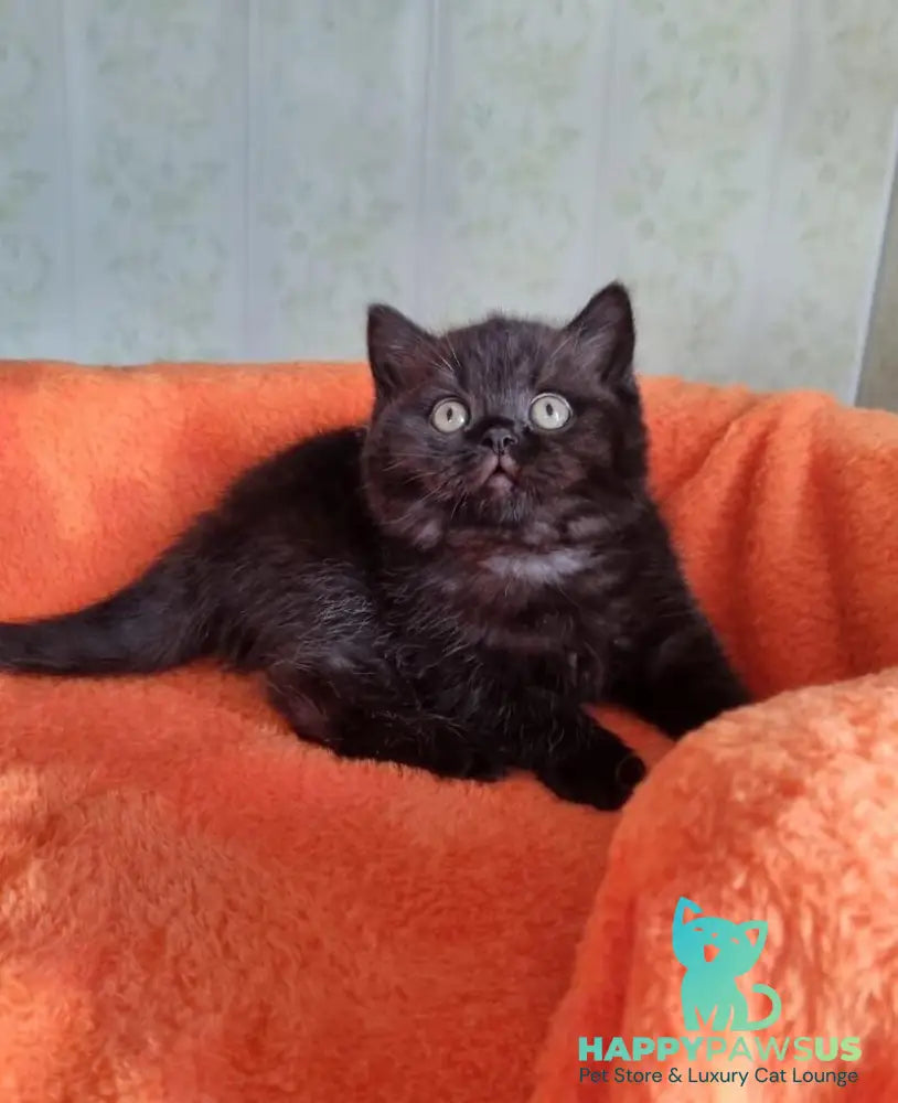 Wanda British Shorthair female black - live animals