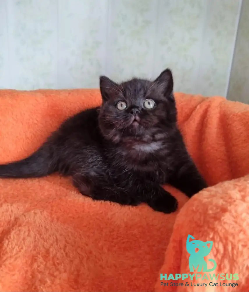 Wanda British Shorthair female black - live animals