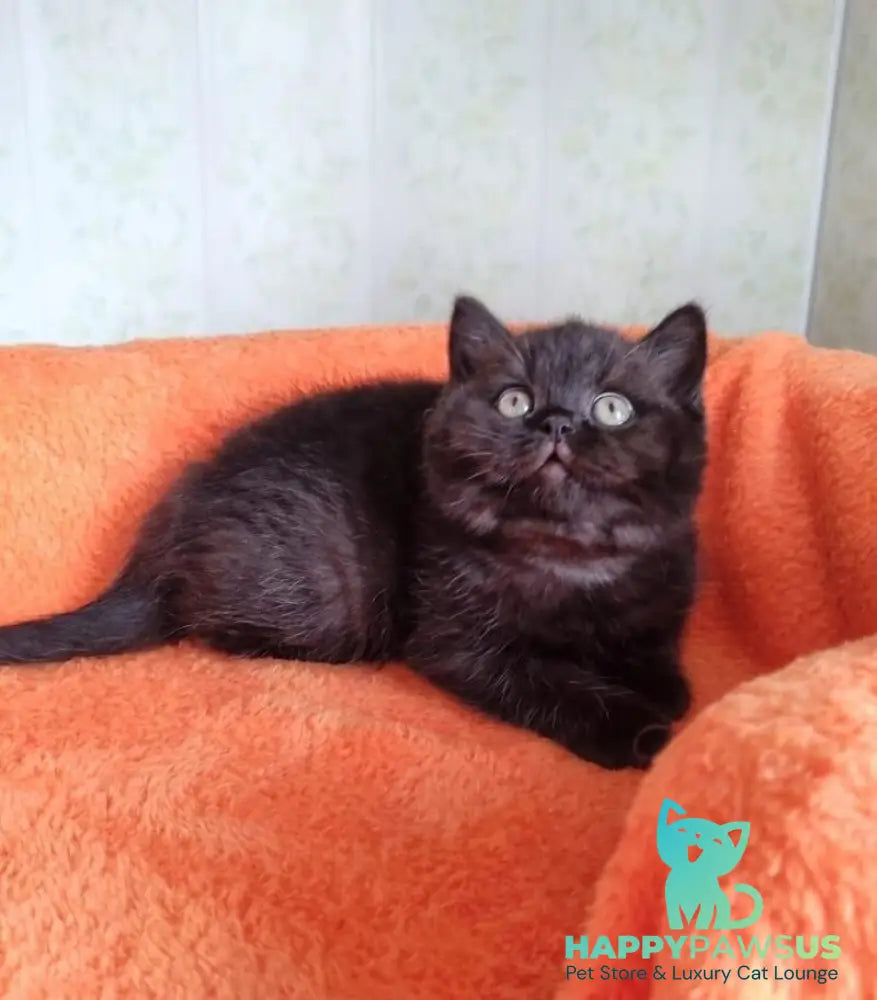 Wanda British Shorthair female black - live animals