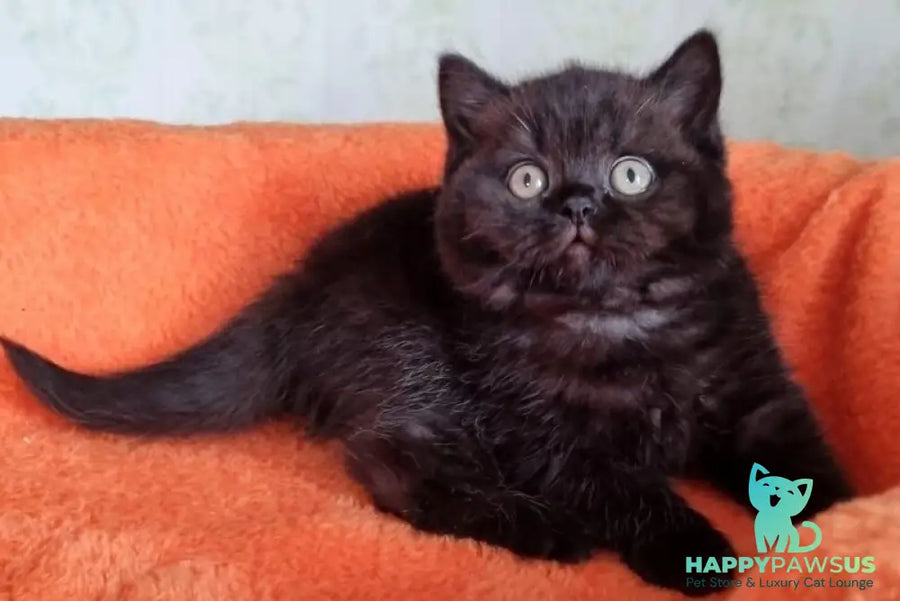 Wanda British Shorthair female black - live animals
