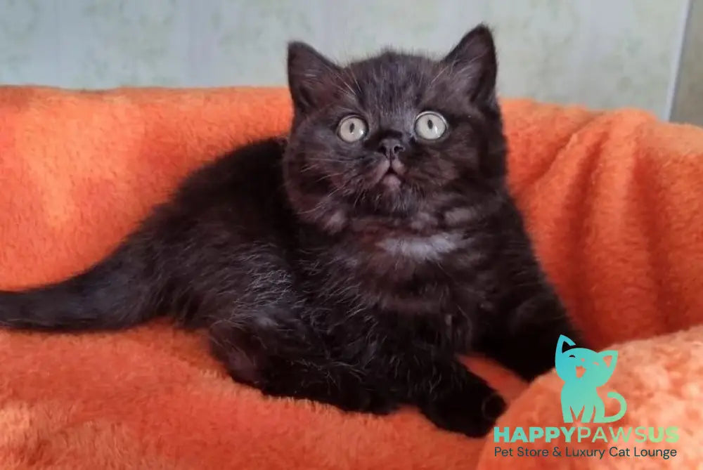 Wanda British Shorthair female black - live animals
