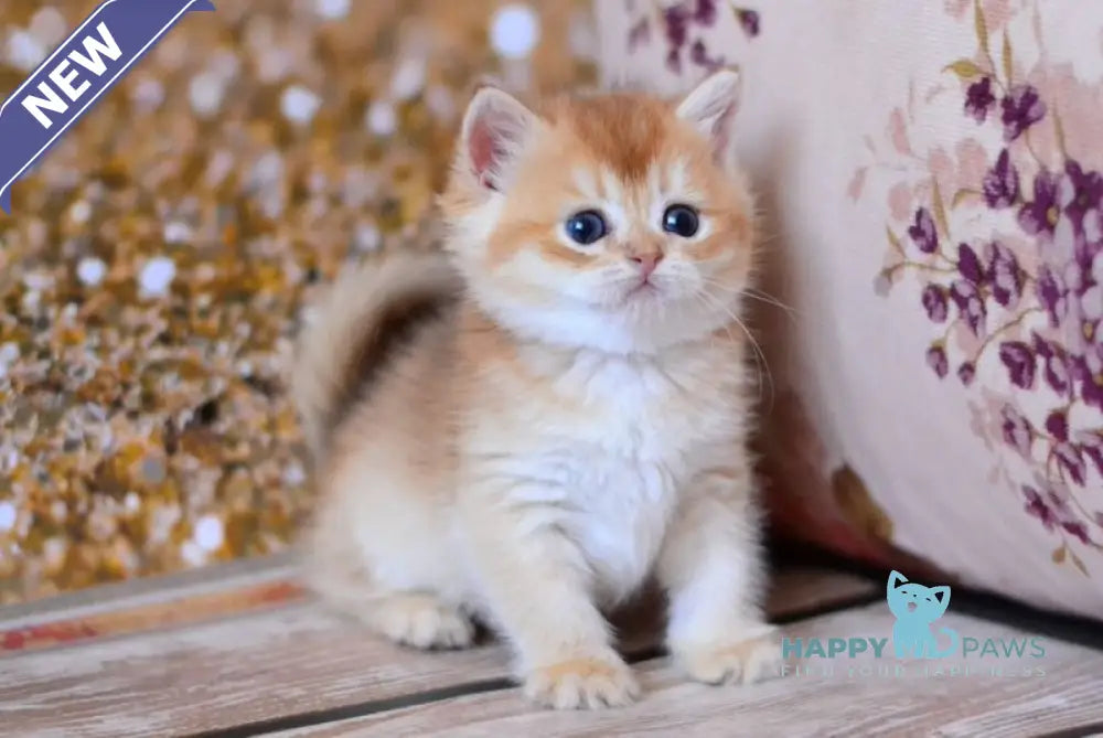 Wanda British Shorthair female chocolate golden shaded live animals