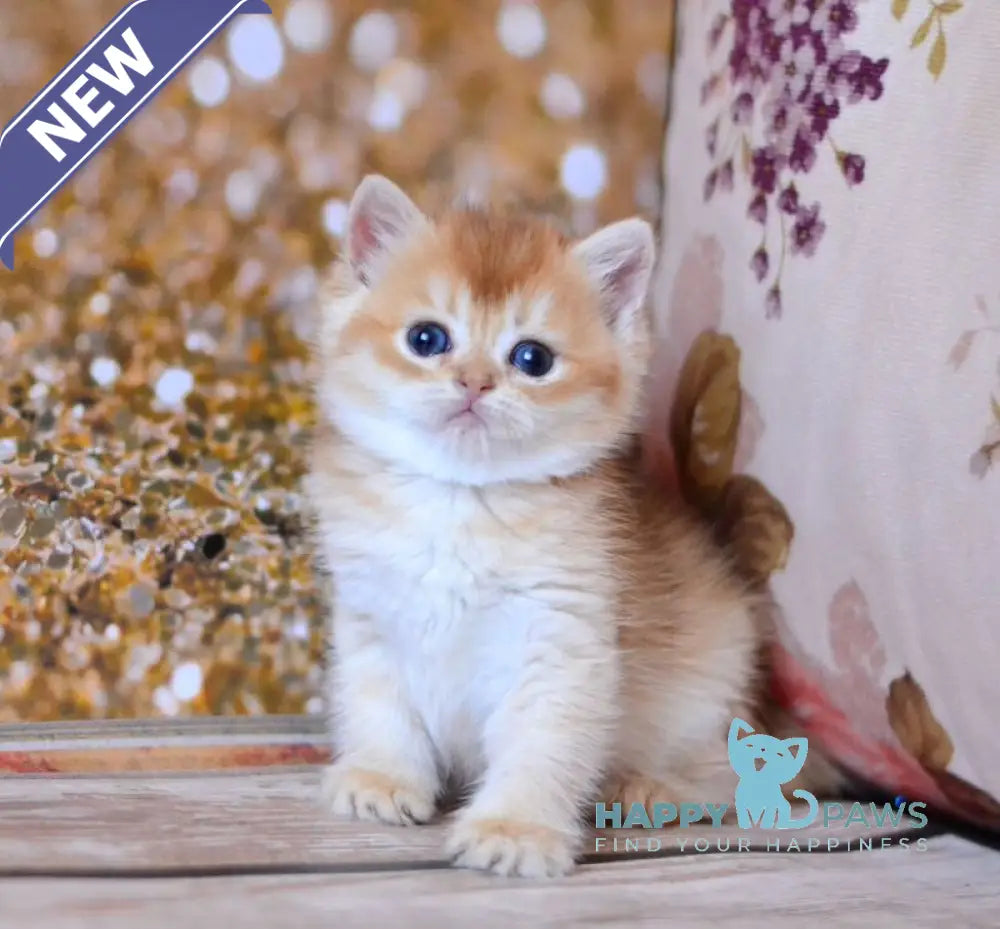 Wanda British Shorthair female chocolate golden shaded live animals