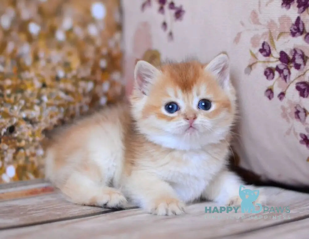 Wanda British Shorthair female chocolate golden shaded live animals