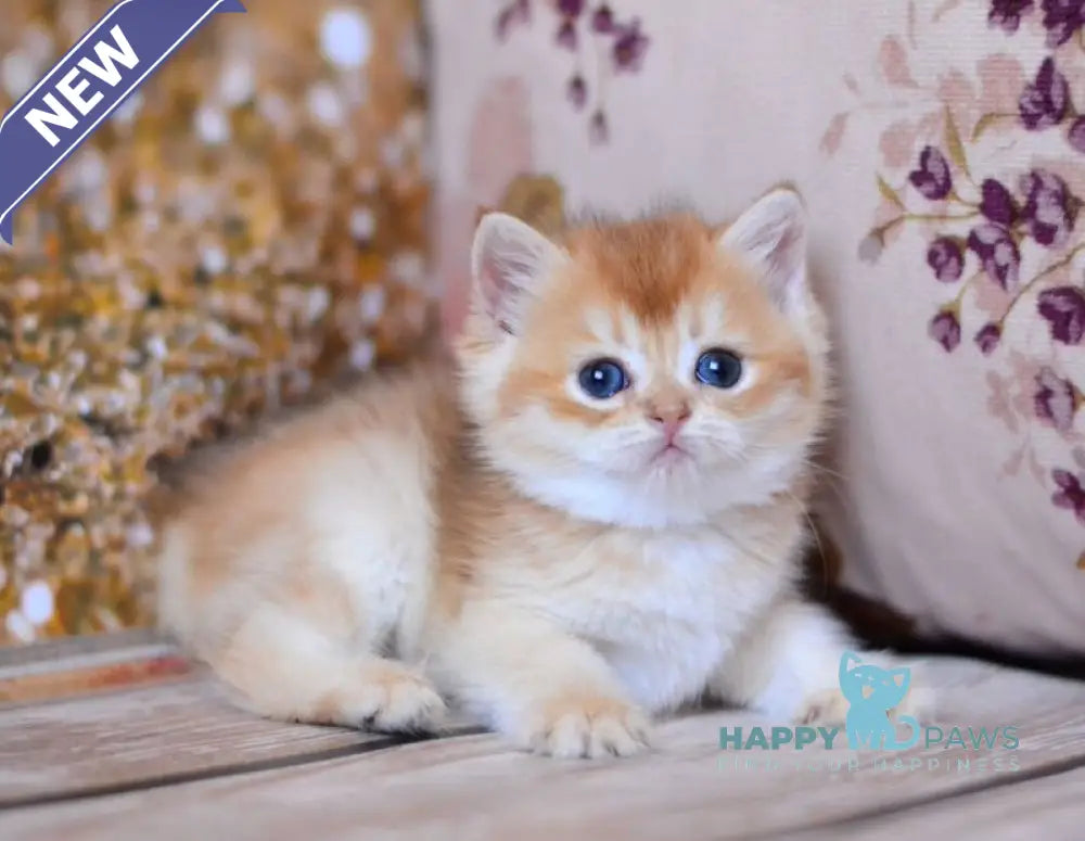 Wanda British Shorthair female chocolate golden shaded live animals