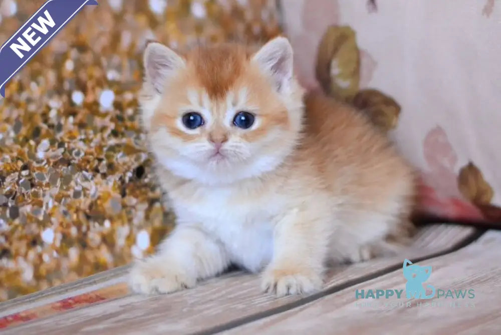 Wanda British Shorthair female chocolate golden shaded live animals