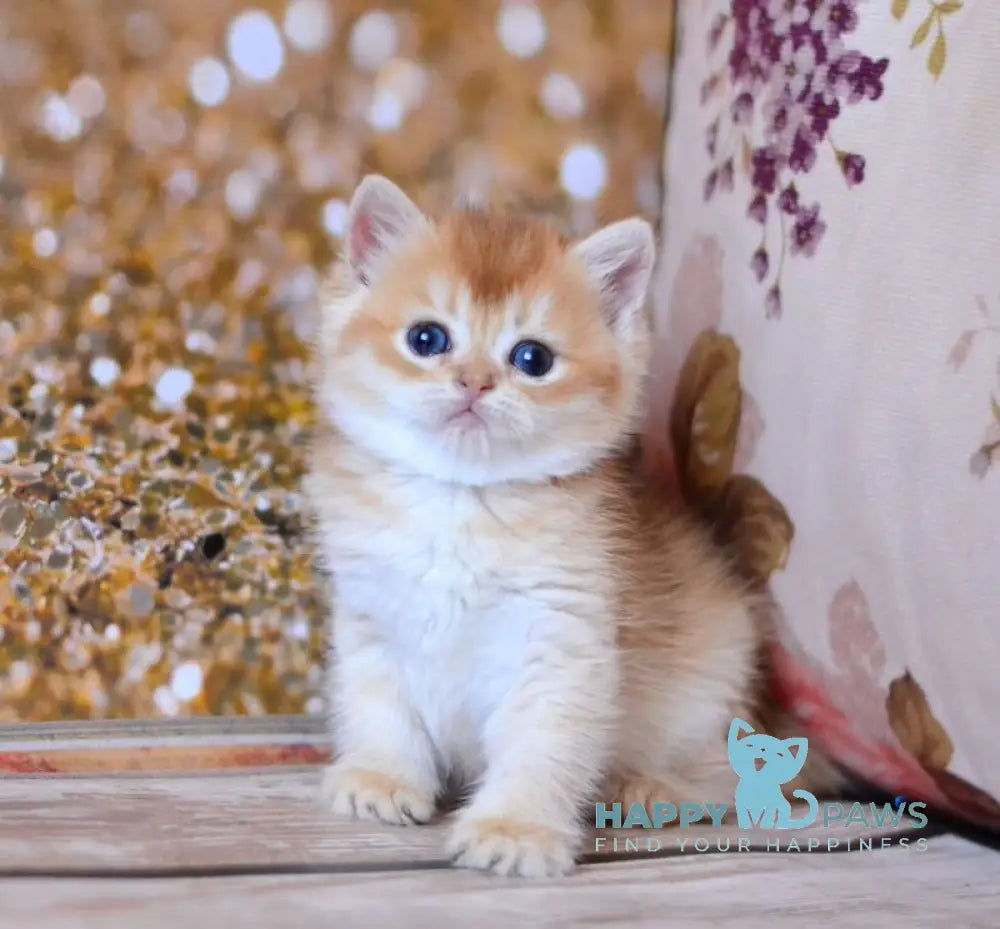 Wanda British Shorthair female chocolate golden shaded live animals