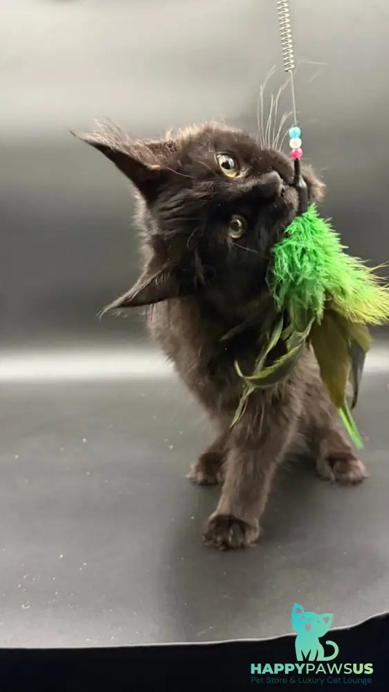Wanda Maine Coon female black - live animals